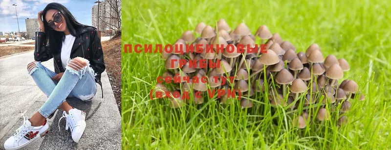 Псилоцибиновые грибы Magic Shrooms  Белозерск 